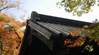 Arka planda akçaağaç olan Japon türbesi çatı manzaralı. Japonya 'da güz günlerinde ahşap yapıda geleneksel bina