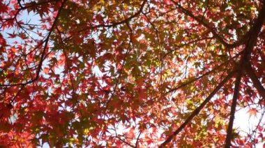 Japonya 'da güneşli bir sonbahar gününde, parlak kırmızı turuncu akçaağaç yaprakları mavi gökyüzüne doğru hafifçe hareket ediyor. Güzel sonbahar doğal arka plan
