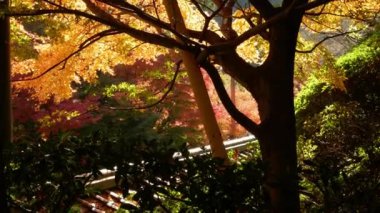 Japonya 'nın güzel güneşli bir sonbahar gününde Japon bahçesinde parlak turuncu akçaağaç yaprakları hafifçe hareket ediyor. Güzel sonbahar doğal arka plan