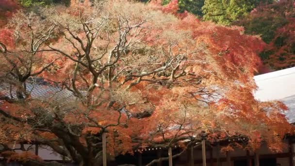 Traditional Japanese Shrine Roof Bright Full Color Red Orange Maple — ストック動画