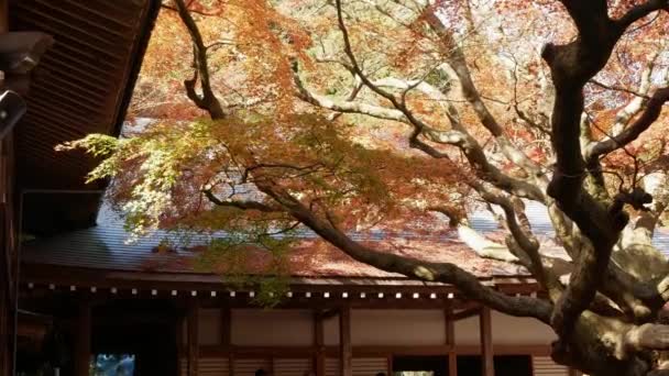 일본에 전통적인 주황색 단풍나무 아름다운 자연적인 — 비디오