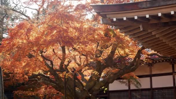 일본의 전통적 신사용 지붕에 오렌지 단풍나무 일본에서는 가을에 가을의 아름다운 — 비디오