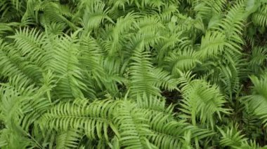 Eğreltiotu yapraklarının yemyeşil ağaç yağmur ormanlarında sabah nemli ve güneşli verimli yağmur ormanlarındaki doğal manzarası. Tropik yeşil yapraklar. Büyük yeşil eğrelti otu yaprakları.