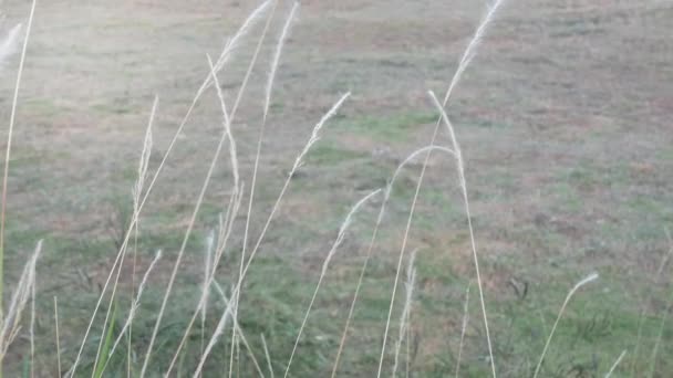 Táj Kilátás Virág Mező Mozog Szél Fúj Wild Reeds Virág — Stock videók