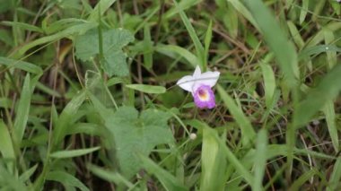 Yeşillik yağmur ormanlarının arka planındaki yemyeşil yağmur ormanlarında, eğreltiotu yaprakları olan çiçeklerin doğal manzarası. Tropikal yeşil yapraklar. Tropikal arka planda büyük yeşil yapraklar.