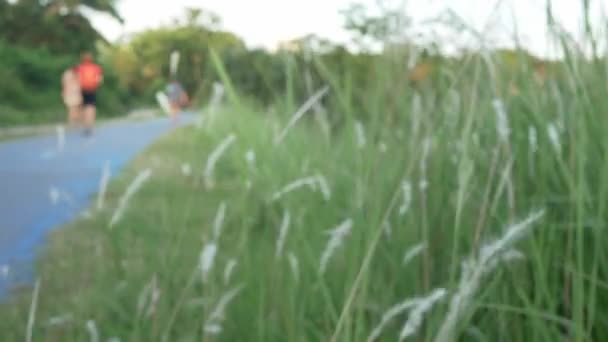 Landschaft Ansicht Der Grasblume Feld Bewegen Sich Durch Wind Weht — Stockvideo