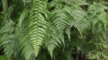 Sulu, egzotik tropikal canavar doku arkaplanını kopyalanmış olarak bırakır. Yeşillik, yeşillik, doğal cennet, koyu yeşil orman, bitki örtüsü desen, vahşi yaz yağmur ormanları.