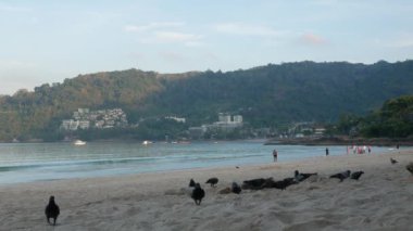 Mavi gökyüzünün altında yürüyen güvercin kuşları ve sabahın erken saatlerinde beyaz bulut arkaplanı olan güzel tropikal beyaz kumsal. Hayvan yaşamı ve doğa çevresi kavramı.