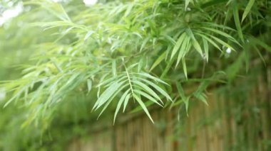 Düşük açı, Tayland 'ın kuzeyindeki Chiangmai' de güneş ışığı alan doğal yeşil bambu ağaçlarının tepesine bakar.