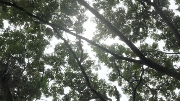 Vista Baixo Ângulo Olhe Para Topo Vegetação Natural Árvores Floresta — Vídeo de Stock