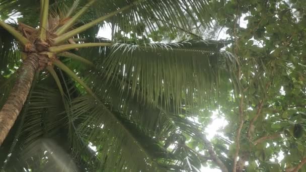 トロピカルビーチ近くのビーチココナッツの木までの低い角度の眺め 夏の休暇の背景 空に対する木の眺め 熱帯島のビーチ 日光のパームツリー — ストック動画