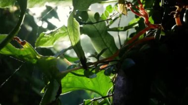 Doğal manzara tropikal yağmur ormanı yaprakları yaprakları yapraklar arasında güneş ışığı. Tropikal yeşil eğreltiotu ve yağmur ormanları yaz arkaplanı..