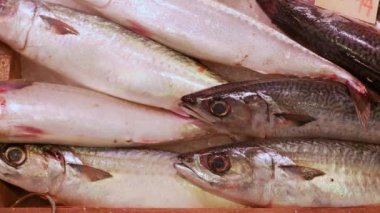 Buzun üzerinde yatan taze Japon balığı. Çiğ deniz ürünleri sergilenen çiğ balık pazarı. Bir sürü taze balık.