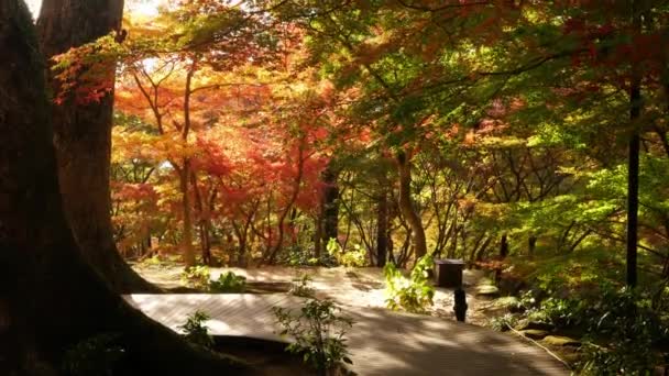 明るい色の赤いオレンジ色のメープルの下を歩く道の景色は 日本の晴れた秋の日に青い空に向かって木の枝にわずかに動いています 美しい秋の背景 — ストック動画