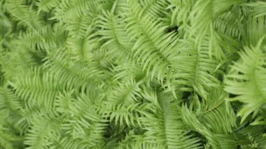 Eğreltiotu yapraklarının yemyeşil ağaç yağmur ormanlarında sabah nemli ve güneşli verimli yağmur ormanlarındaki doğal manzarası. Tropik yeşil yapraklar. Büyük yeşil eğrelti otu yaprakları.