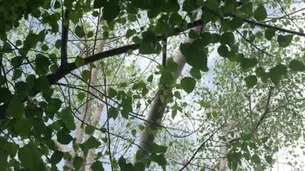 Olhando Para Bodhi Pho Árvore Canopy Ramo Exuberante Folhagem Verde — Vídeo de Stock