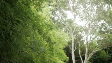Düşük açı, Tayland 'ın kuzeyindeki Chiangmai' de güneş ışığı alan doğal yeşil bambu ağaçlarının tepesine bakar.