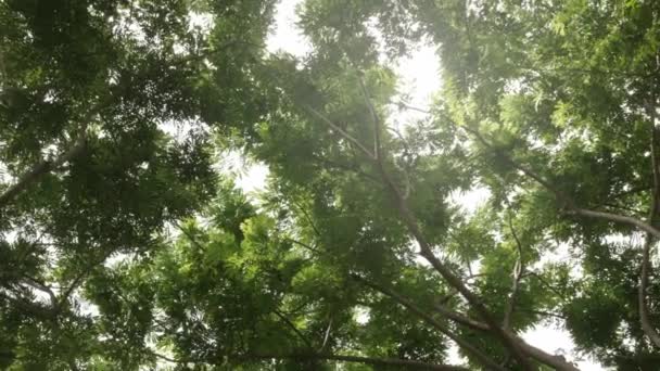 Niski Kąt Widzenia Spojrzeć Górę Szczycie Naturalnej Zieleni Drzew Tropikalnych — Wideo stockowe