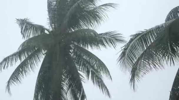 View Coconut Palm Trees Heavy Rain Very Strong Wind Bad — Αρχείο Βίντεο