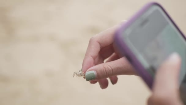 Selective Focusing Hand While Grab Small Crab Use Mobile Phone — Stock Video