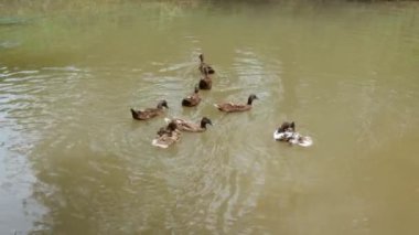 Bir grup vahşi ördek havuzda yüzüyor güneş ışığı altında ilkbahar günü, vahşi yaşam arka planında