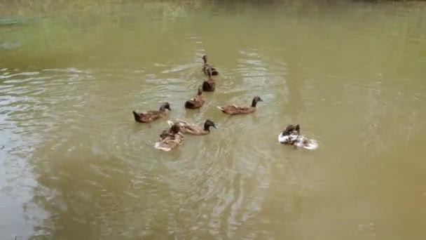 Група Диких Качок Тварин Плавають Ставку Канатна Вода Під Сонячним — стокове відео