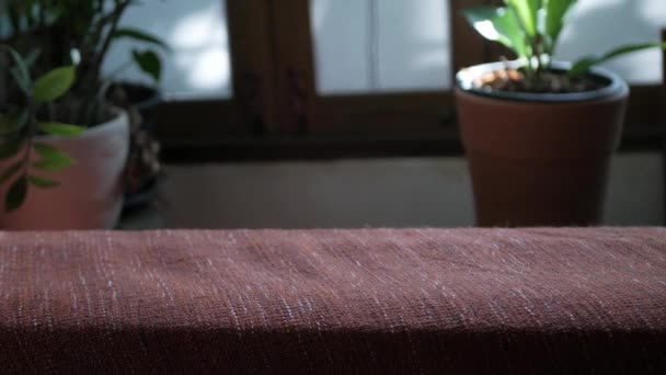 观赏温暖的居家卧房内的盆栽小树 装饰房间里有绿油油的自然植物盆栽和木制玻璃窗 — 图库视频影像