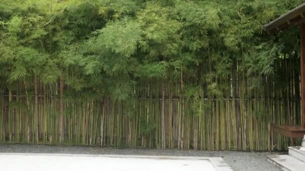 竹の木の範囲への眺めは夏の昼の日差しが付いている木製の竹の日本のフェンチです — ストック動画