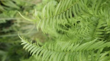Eğreltiotu yapraklarının yemyeşil yağmur ormanlarındaki doğal manzarası sabah sisli nemli güneş ışığı ile birlikte sabahın erken saatlerinde yeşillik yağmur ormanlarında. Tropikal yeşil yaprak.
