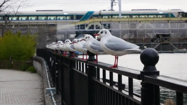 Vista Para Grupo Aves Enquanto Descansa Varanda Ferroviária Perto Margem — Vídeo de Stock