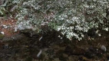 Ormandaki ağaç yapraklarının doğa manzarası ilk kar yağışının arasında kış günü, ilk kar, Japonya 'nın kırsal kesimindeki ağaç yapraklarının üzerine yavaşça düşüyor..