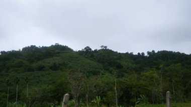 Yaz mevsiminde yeşil ağaçlı orman dağının etrafını çevreleyen yerel cadde yolundan geçerken hızlı bir arabanın penceresinden yan görüntüsü.