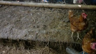 Civardaki çiftlikte tavuklar serinlerken tavukların manzarası. Tavuklarla dolu organik tavuk çiftliği manzarası