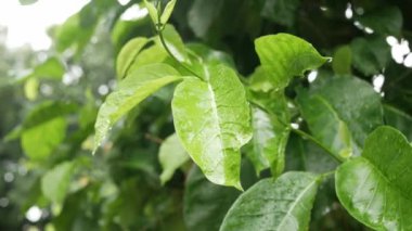 Yağmur mevsiminde yaprakların üzerine düşen yağmur, yeşil ağaç yapraklarının üzerine düşen yağmur damlalarının doğal arkaplanı üzerine düşen yağmur damlalarının yüzeyini kapatır.