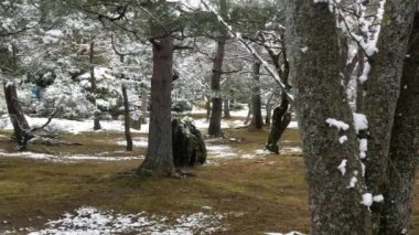 Zen doğal Japon bahçesi kışın karla kaplı ağaçlar, çimenler ve zemin, doğal manzara Kyoto karı zen Japon bahçesine düşüyor.