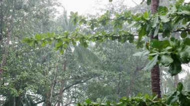 Yağışlı yağmurlar arasında doğal ağaç ormanlarının manzarası yaz mevsiminde yoğun bir strom gününe denk gelir. Yağmur mevsiminde sağanak yağmur ormanı, gündüz vakti sağanak yağış arasında tropikal yağmur ormanı olur.