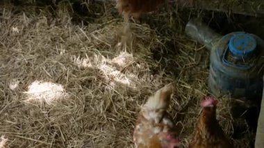 Civardaki çiftlikte tavuklar serinlerken tavukların manzarası. Tavuklarla dolu organik tavuk çiftliği manzarası