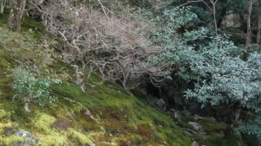 Kyoto 'da Zen Japon tarzı bahçeli yeşil çimlere doğal manzara güneşli gündüz altında tepenin yamacındaki zen bahçesinin doğal manzarası.
