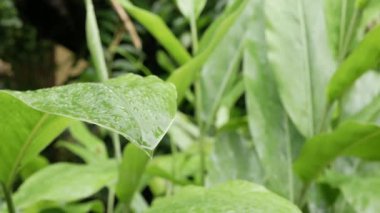 Yeşil yaprağın yüzeyine düşen su damlacıklarına bakın. Güneş ışığı altında geçen zaman, yeşil yapraktan düşen damlalar, dalgalanan su yüzeyi.