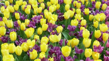 İlkbaharda lale tarlasında çok renkli lale çiçekleri doğal arka plan konsepti, güzel doğal tarım mevsimi çiçek açan çiçek renkli lale bahçesi, biraz rüzgar esiyor.