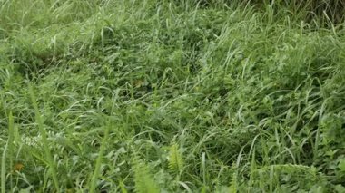 Yeşillik ağaçlarının yağmur ormanlarının arka planında, eğreltiotu yapraklı doğal manzara manzarası. Tropik yeşil yapraklar. Tropikal arka planda büyük yeşil yapraklar.