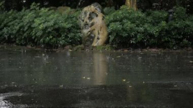 Yakın çekim alçak açılı yaz manzarası yağmur damlaları birikintiye düşüyor yağmur damlaları asfalt yollara düşüyor tropikal yağmur ormanı bahçesi, tropikal güneydoğu Asya iklimi, yolda yağmur damlası