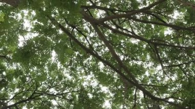 Taze yeşillik ormanına odaklanmadan bakın. Kamera hareket ediyor, doğal yaz arkaplanı.