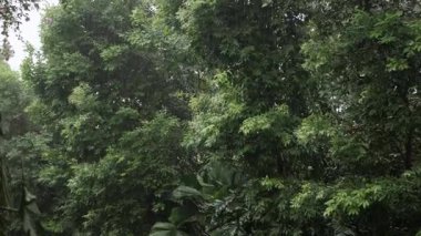 Şiddetli yağmur yağışı manzarası ve bulutların üzerindeki ağaçların üzerindeki güçlü rüzgar ormanı, tropikal yağmur ormanları. Doğal tropikal manzara. Yoğun ormanda yağmur yağıyor. Ağaçlara yağmur yağıyor.