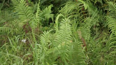 Eğreltiotu yapraklarının yemyeşil yağmur ormanlarındaki doğal manzarası sabah sisli nemli güneş ışığı ile birlikte sabahın erken saatlerinde yeşillik yağmur ormanlarında. Tropikal yeşil yaprak.