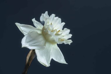 bahar mevsimi gelişi, parlak nergis