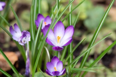 Close up of violet crocus flowers in a field. clipart