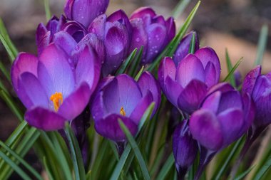 Close up of violet crocus flowers in a field. clipart