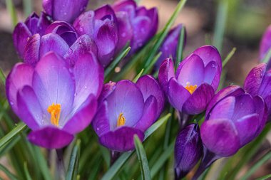 Close up of violet crocus flowers in a field. clipart