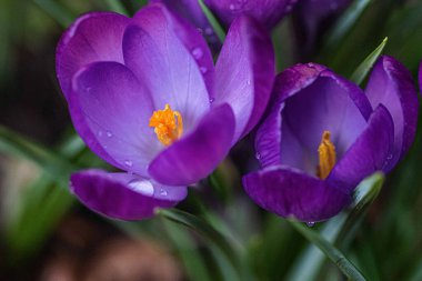 Close up of violet crocus flowers in a field. clipart